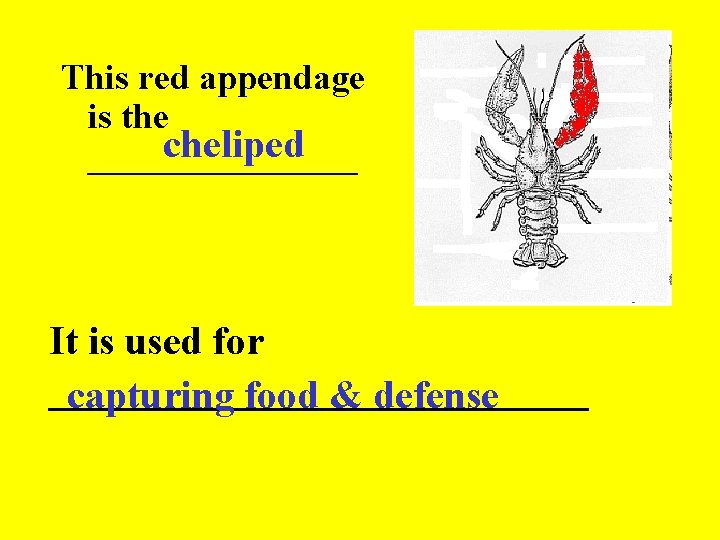 This red appendage is the cheliped ________ It is used for ______________ capturing food