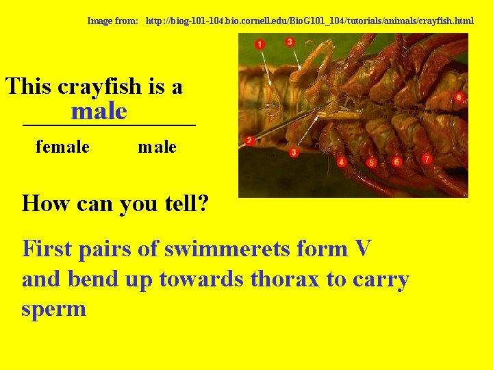 Image from: http: //biog-101 -104. bio. cornell. edu/Bio. G 101_104/tutorials/animals/crayfish. html This crayfish is