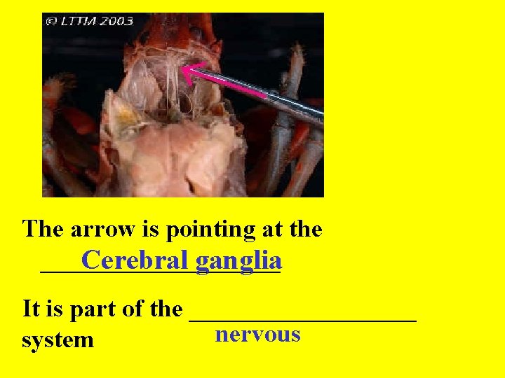 The arrow is pointing at the __________ Cerebral ganglia It is part of the