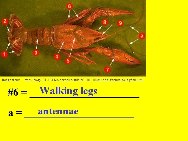 Image from: http: //biog-101 -104. bio. cornell. edu/Bio. G 101_104/tutorials/animals/crayfish. html Walking legs #6