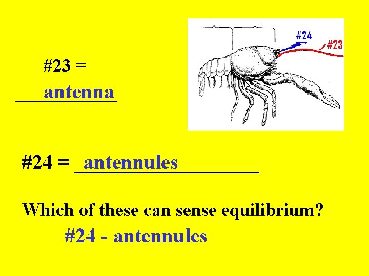#23 = ______ antenna #24 = _________ antennules Which of these can sense equilibrium?