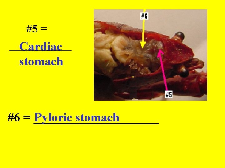#5 = ______ Cardiac stomach #6 = __________ Pyloric stomach 