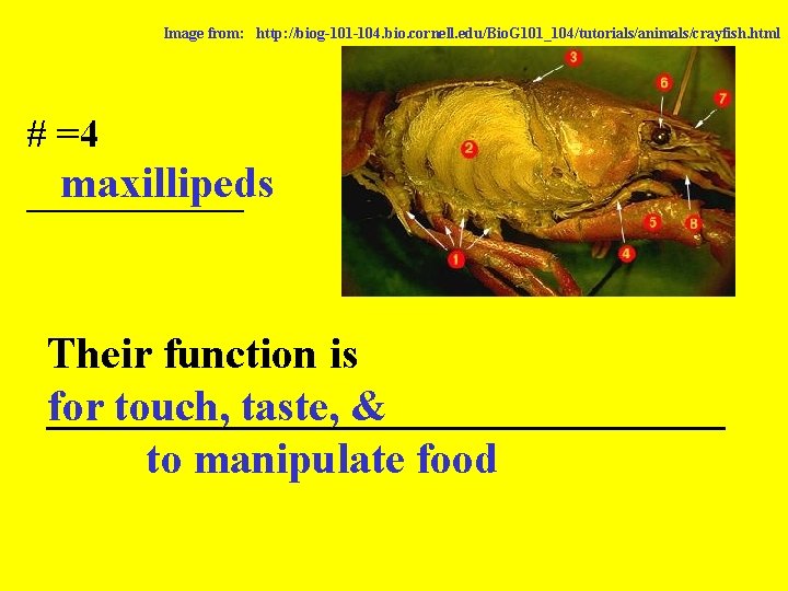 Image from: http: //biog-101 -104. bio. cornell. edu/Bio. G 101_104/tutorials/animals/crayfish. html # =4 maxillipeds