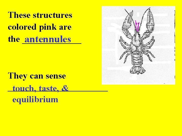 These structures colored pink are the _______ antennules They can sense ___________ touch, taste,