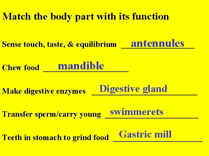 Match the body part with its function antennules Sense touch, taste, & equilibrium _________