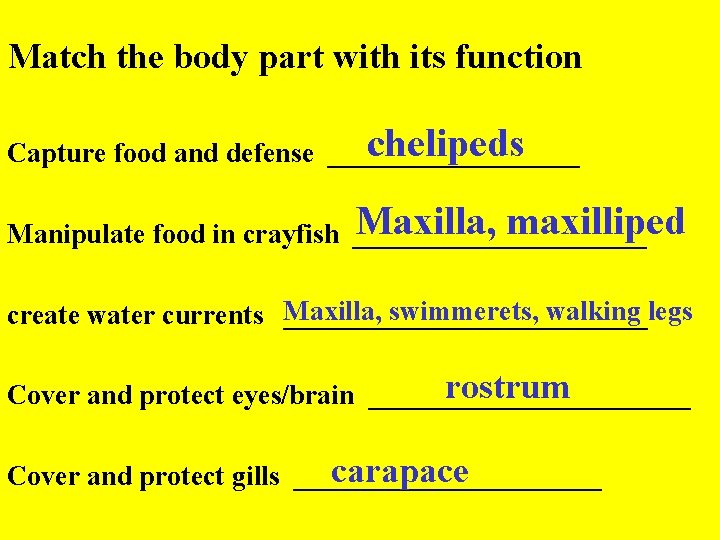 Match the body part with its function chelipeds Capture food and defense _________ Maxilla,