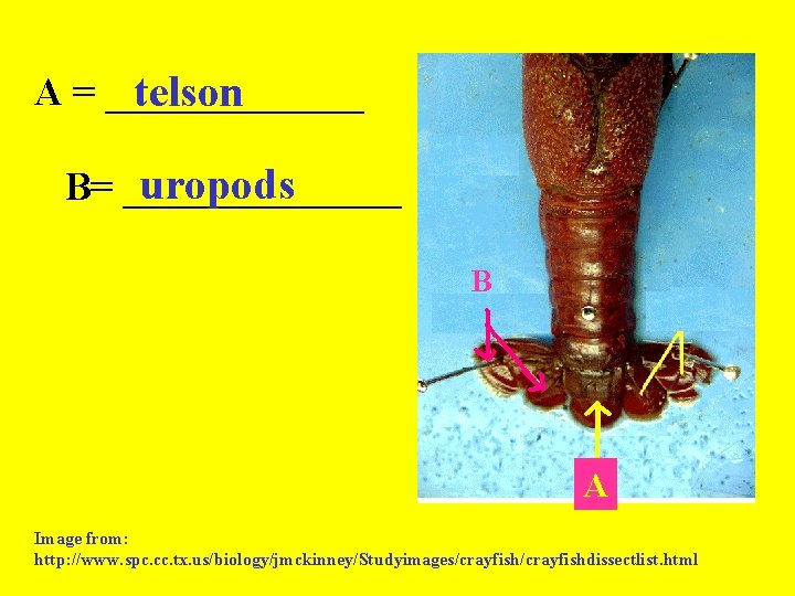 A = _______ telson uropods B= _______ B A Image from: http: //www. spc.