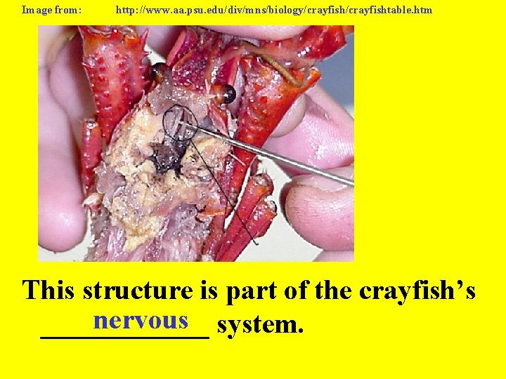 Image from: http: //www. aa. psu. edu/div/mns/biology/crayfishtable. htm This structure is part of the