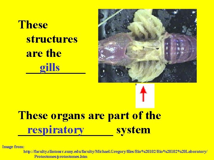 These structures are the _____ gills These organs are part of the ________ respiratory