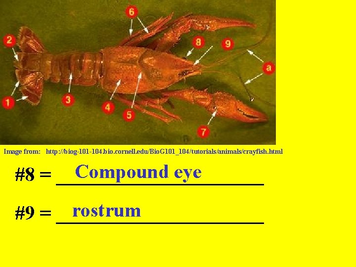Image from: http: //biog-101 -104. bio. cornell. edu/Bio. G 101_104/tutorials/animals/crayfish. html Compound eye #8