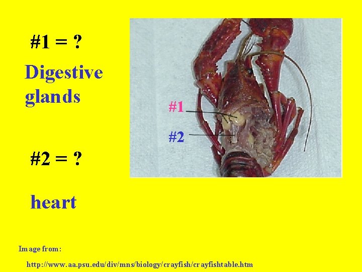 #1 = ? Digestive glands #1 #2 #2 = ? heart Image from: http: