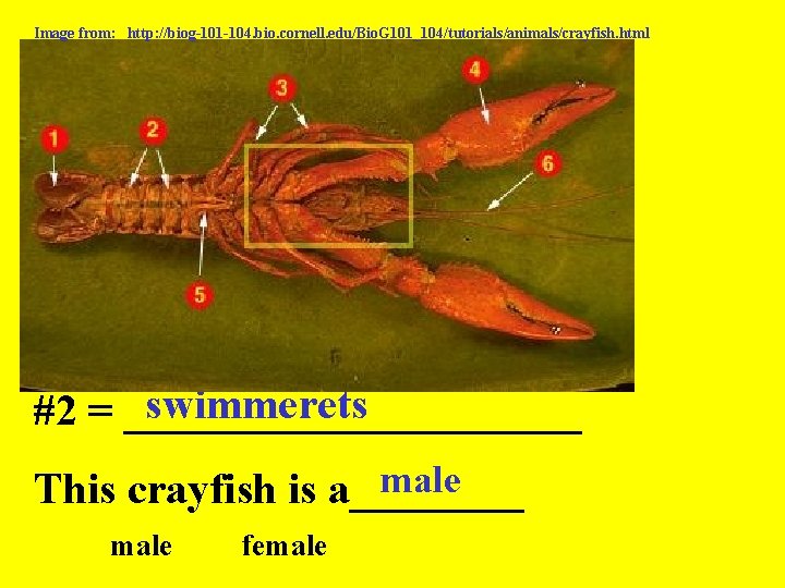 Image from: http: //biog-101 -104. bio. cornell. edu/Bio. G 101_104/tutorials/animals/crayfish. html swimmerets #2 =