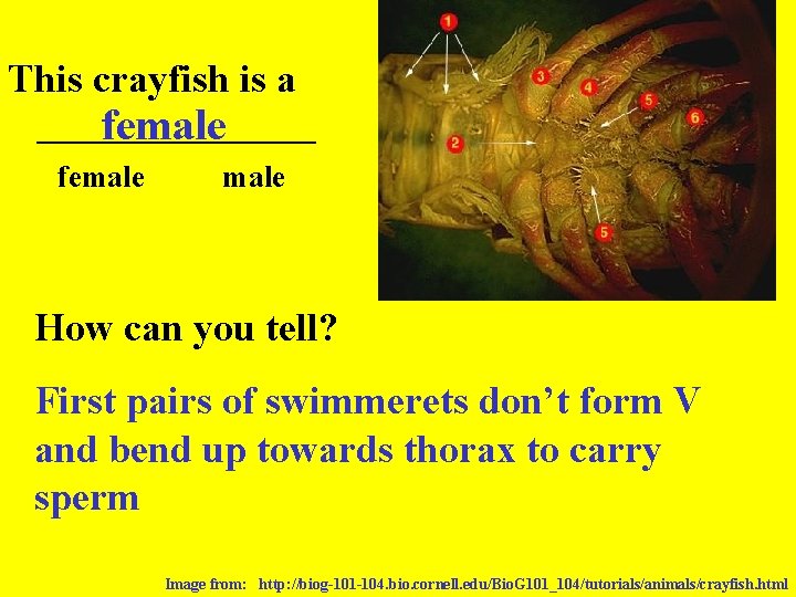 This crayfish is a _______ female How can you tell? First pairs of swimmerets