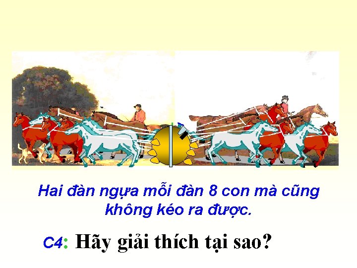 Hai đàn ngựa mỗi đàn 8 con mà cũng không kéo ra được. C