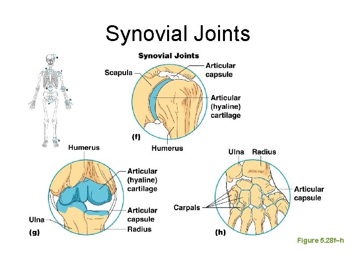 Synovial Joints Figure 5. 28 f–h Synovial Joints Figure 5. 28 f–h