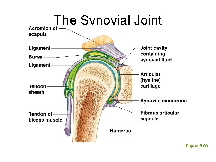 The Synovial Joint Figure 5. 29 The Synovial Joint Figure 5. 29