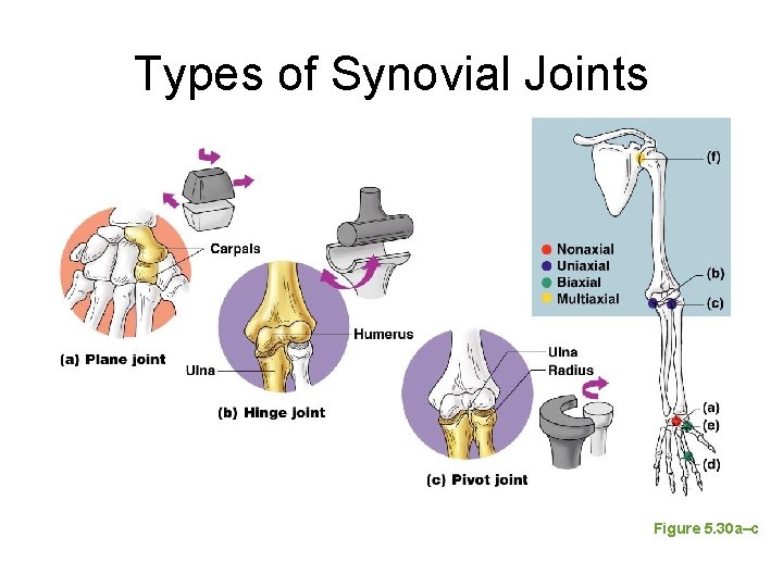Types of Synovial Joints Figure 5. 30 a–c Types of Synovial Joints Figure 5. 30 a–c