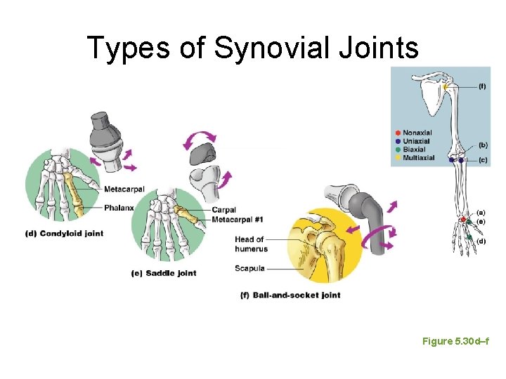 Types of Synovial Joints Figure 5. 30 d–f Types of Synovial Joints Figure 5. 30 d–f