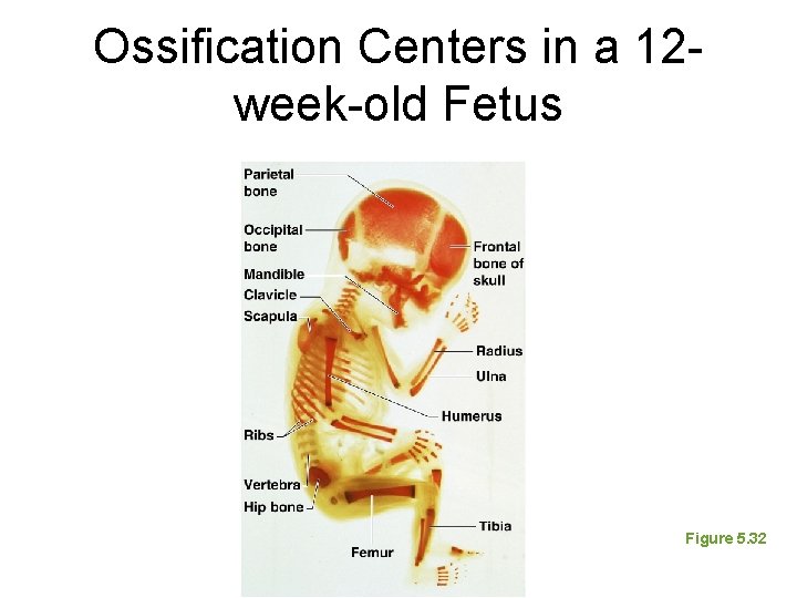 Ossification Centers in a 12 week-old Fetus Figure 5. 32 Ossification Centers in a 12 week-old Fetus Figure 5. 32