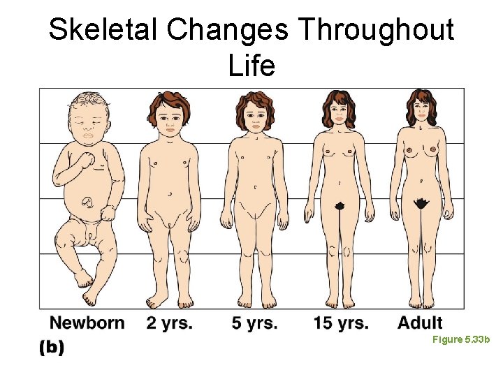 Skeletal Changes Throughout Life Figure 5. 33 b Skeletal Changes Throughout Life Figure 5. 33 b
