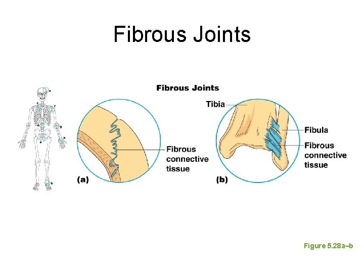 Fibrous Joints Figure 5. 28 a–b Fibrous Joints Figure 5. 28 a–b
