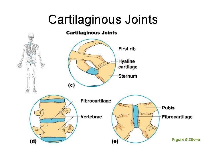 Cartilaginous Joints Figure 5. 28 c–e Cartilaginous Joints Figure 5. 28 c–e