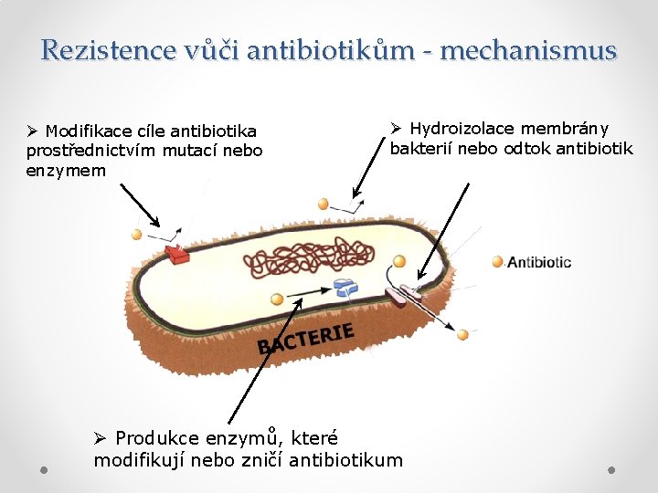 Rezistence vůči antibiotikům - mechanismus Ø Modifikace cíle antibiotika prostřednictvím mutací nebo enzymem Ø