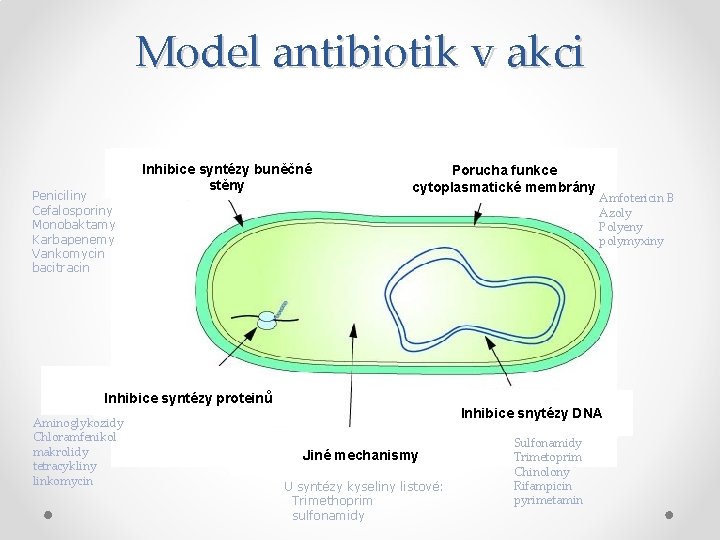 Model antibiotik v akci Peniciliny Cefalosporiny Monobaktamy Karbapenemy Vankomycin bacitracin Inhibice syntézy buněčné stěny