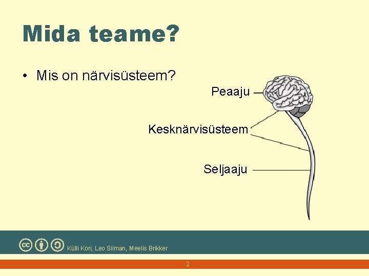 Mida teame? • Mis on närvisüsteem? Peaaju Kesknärvisüsteem Seljaaju Külli Kori, Leo Siiman, Meelis