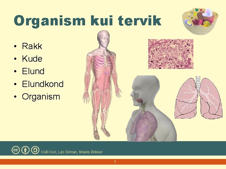 Organism kui tervik • • • Rakk Kude Elundkond Organism Külli Kori, Leo Siiman,