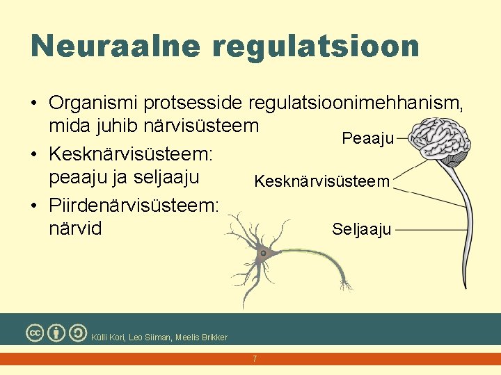 Neuraalne regulatsioon • Organismi protsesside regulatsioonimehhanism, mida juhib närvisüsteem Peaaju • Kesknärvisüsteem: peaaju ja