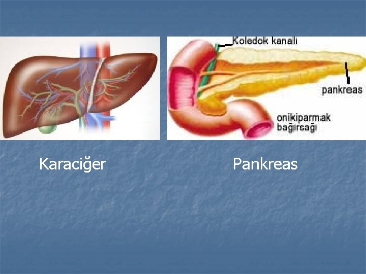 Karaciğer Pankreas 