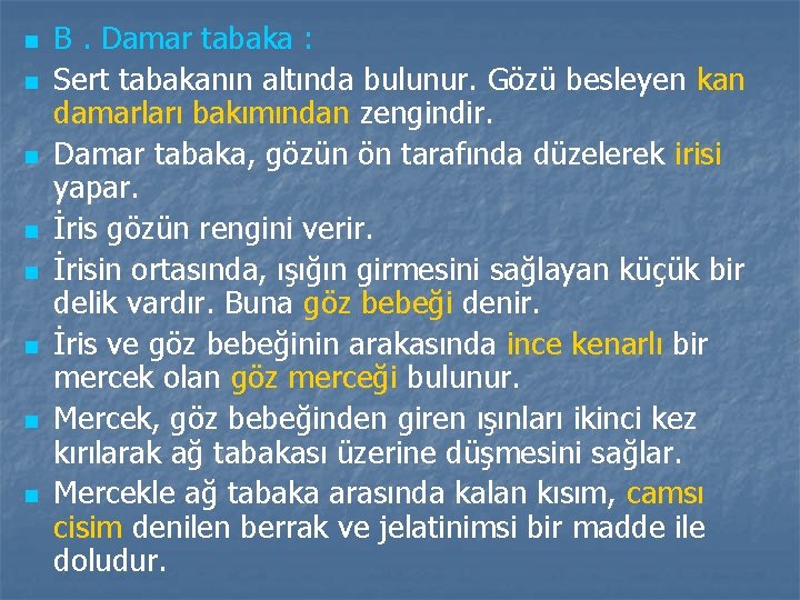 n n n n B. Damar tabaka : Sert tabakanın altında bulunur. Gözü besleyen