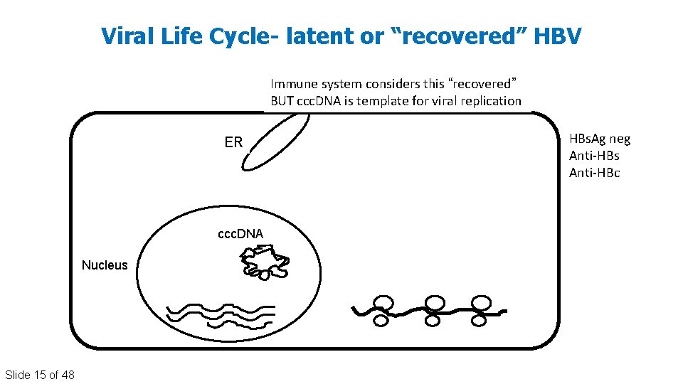 Viral Life Cycle- latent or “recovered” HBV Immune system considers this “recovered” BUT ccc.