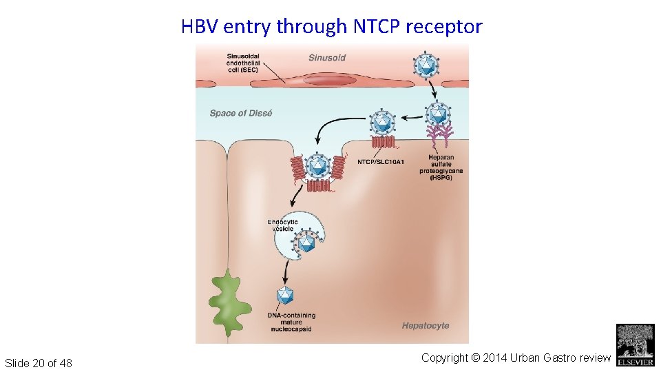 Figure 6 HBV entry through NTCP receptor Slide 20 of 48 Gastroenterology 2014 147,