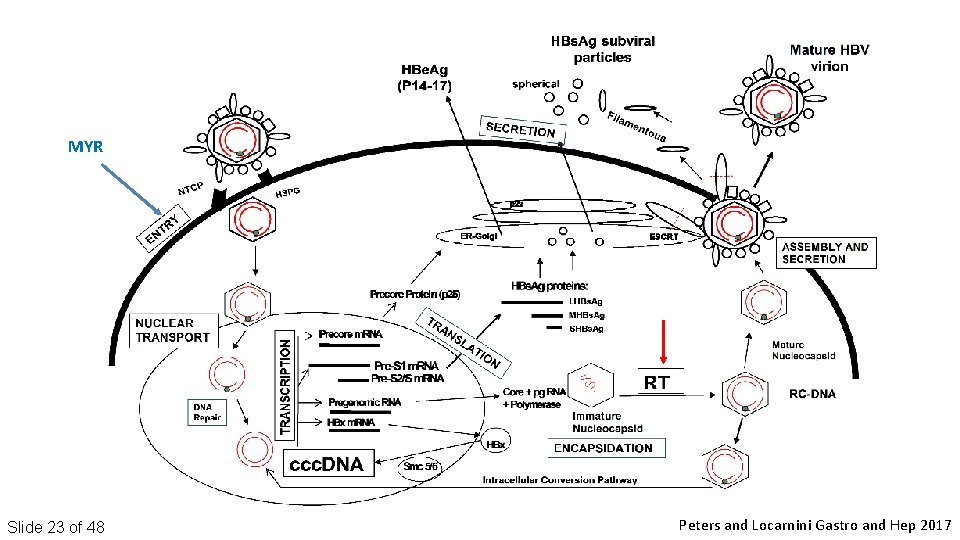 MYR Slide 23 of 48 Peters and Locarnini Gastro and Hep 2017 