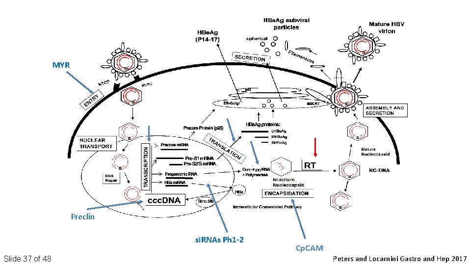 MYR Preclin si. RNAs Ph 1 -2 Slide 37 of 48 Cp. CAM Peters