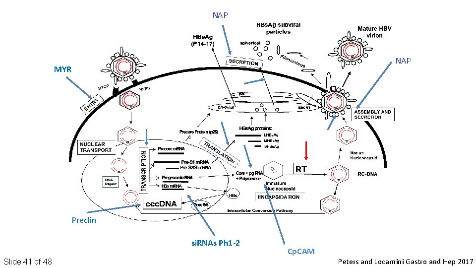 NAP MYR Preclin si. RNAs Ph 1 -2 Slide 41 of 48 Cp. CAM