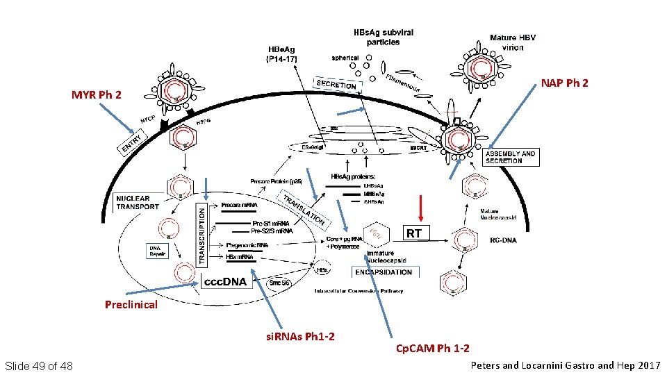 NAP Ph 2 MYR Ph 2 Preclinical si. RNAs Ph 1 -2 Slide 49