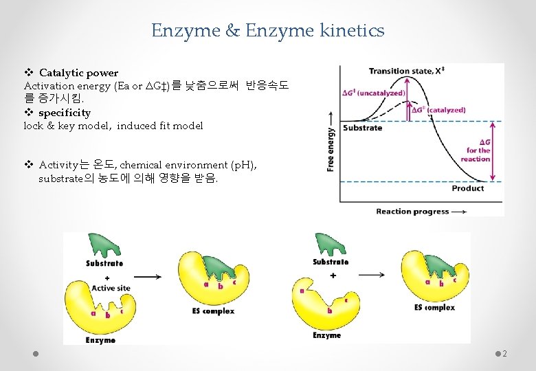 Enzyme & Enzyme kinetics v Catalytic power Activation energy (Ea or ΔG‡)를 낮춤으로써 반응속도