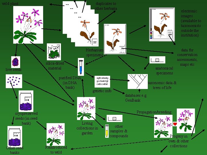 wild plant duplicates to other herbaria electronic images (available to taxonomists outside the institution)