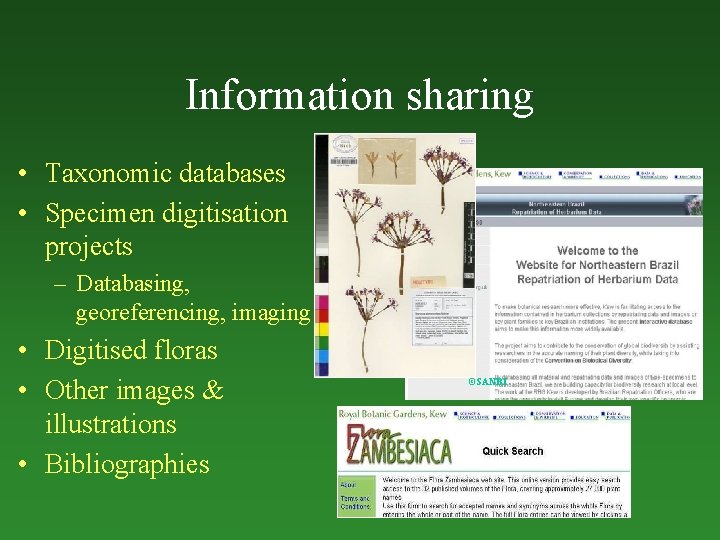 Information sharing • Taxonomic databases • Specimen digitisation projects – Databasing, georeferencing, imaging •