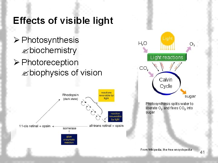 Effects of visible light Ø Photosynthesis biochemistry Ø Photoreception biophysics of vision Photosynthesis splits