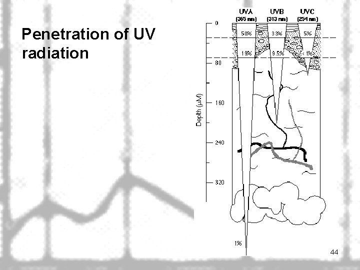 Penetration of UV radiation 44 
