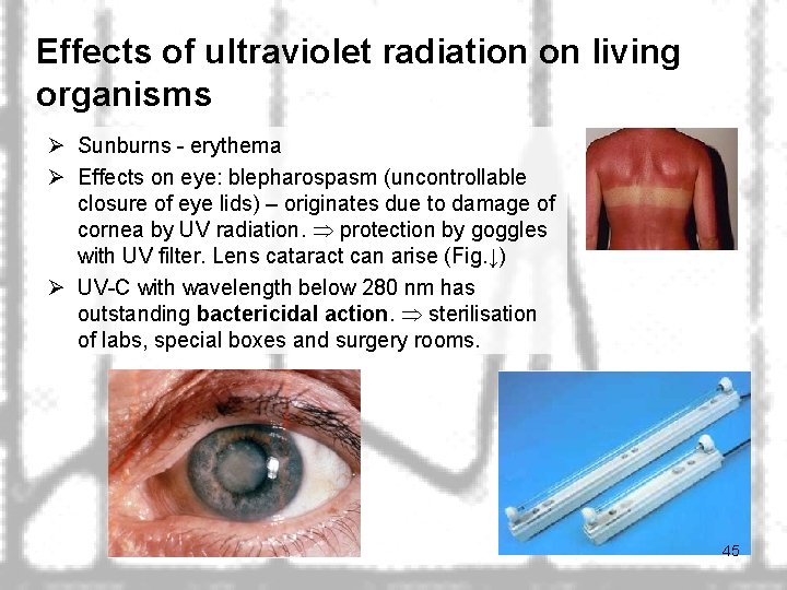 Effects of ultraviolet radiation on living organisms Ø Sunburns - erythema Ø Effects on