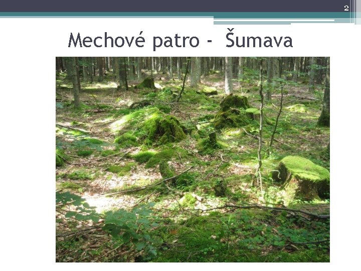 2 Mechové patro - Šumava 