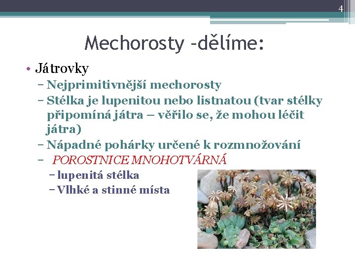 4 Mechorosty –dělíme: • Játrovky − Nejprimitivnější mechorosty − Stélka je lupenitou nebo listnatou