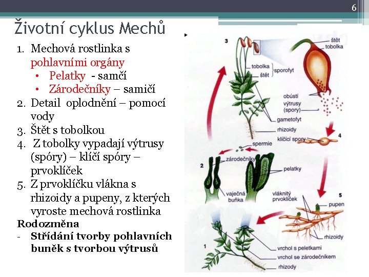 6 Životní cyklus Mechů 1. Mechová rostlinka s pohlavními orgány • Pelatky - samčí