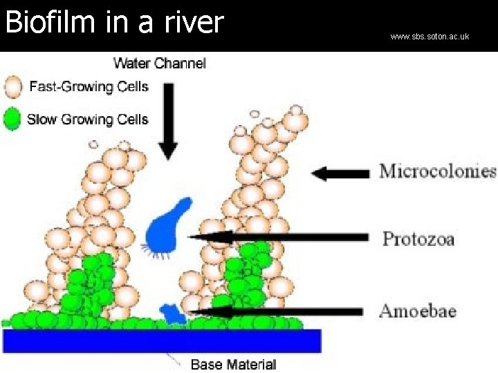 Biofilm in a river www. sbs. soton. ac. uk 