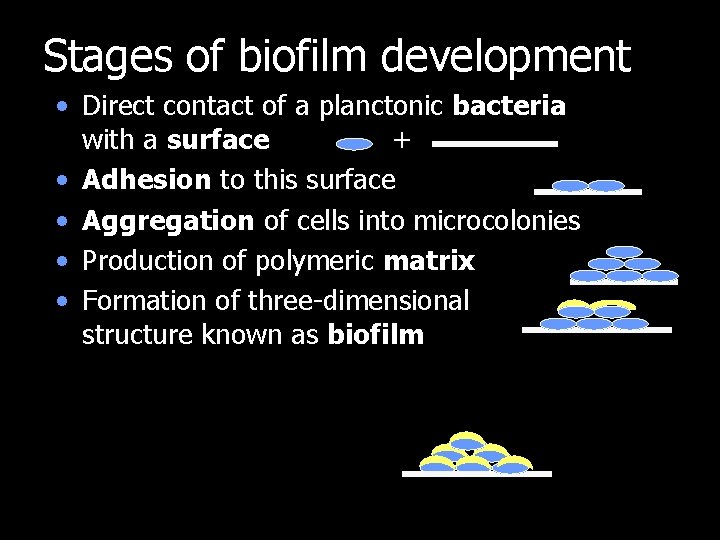 Stages of biofilm development • Direct contact of a planctonic bacteria with a surface